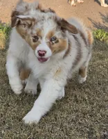 Cinnamon , a female Australian Shepherd for sale in Vona, CO – 6 of 6