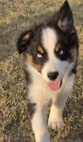 Turbo, a male Australian Shepherd for sale in Vona, CO – 3 of 4