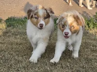 Toast, a male Australian Shepherd for sale in Vona, CO – 5 of 5