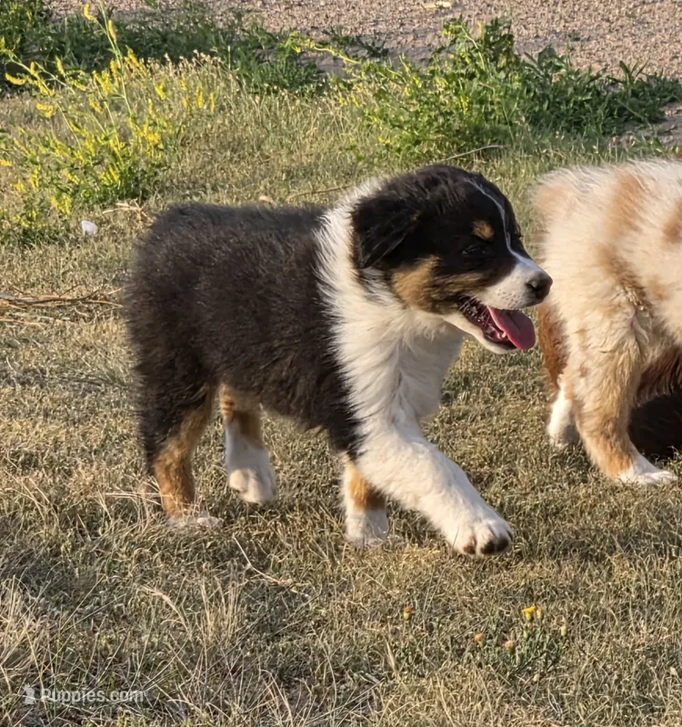 Dynamite  – Australian Shepherd puppy for sale in Vona, CO