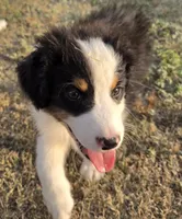 Cheese, a male Australian Shepherd for sale in Vona, CO – 1 of 4