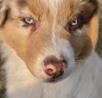 Toast, a male Australian Shepherd for sale in Vona, CO – 4 of 5