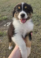 Dynamite , a male Australian Shepherd for sale in Vona, CO – 4 of 4