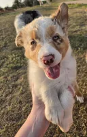 Cinnamon , a female Australian Shepherd for sale in Vona, CO – 5 of 6