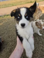 Turbo, a male Australian Shepherd for sale in Vona, CO – 4 of 4
