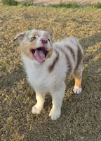 Cinnamon , a female Australian Shepherd for sale in Vona, CO – 4 of 6