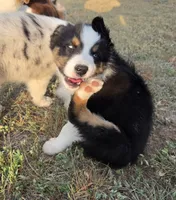 Turbo, a male Australian Shepherd for sale in Vona, CO – 2 of 4