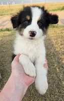 Cheese, a male Australian Shepherd for sale in Vona, CO – 3 of 4