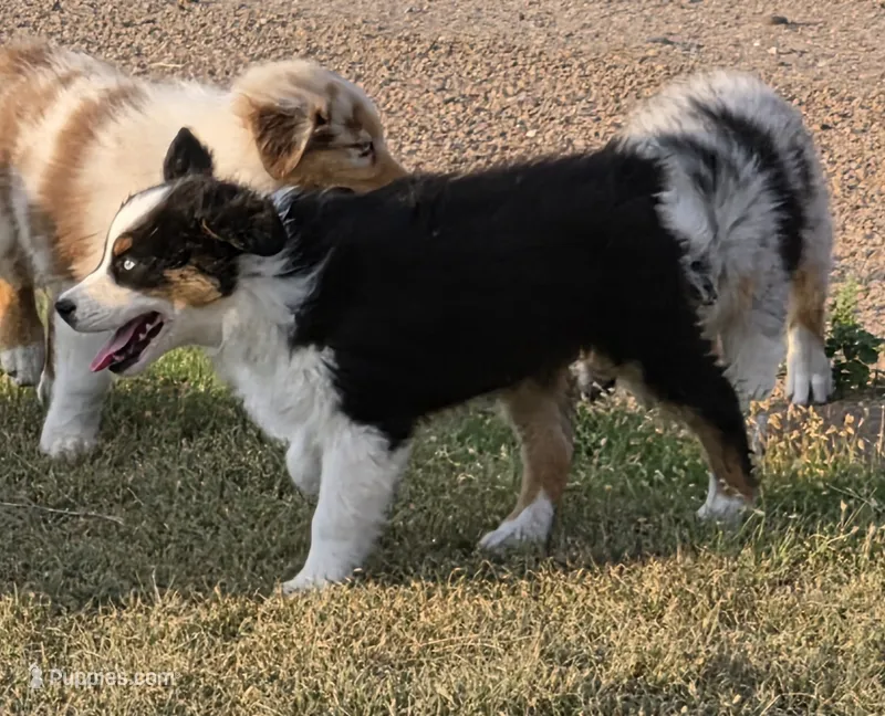 Turbo – Australian Shepherd puppy for sale in Vona, CO