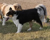 Turbo, a male Australian Shepherd for sale in Vona, CO – 1 of 4