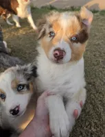 Toast, a male Australian Shepherd for sale in Vona, CO – 3 of 5