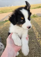 Cheese, a male Australian Shepherd for sale in Vona, CO – 4 of 4