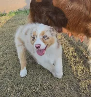 Cinnamon , a female Australian Shepherd for sale in Vona, CO – 3 of 6