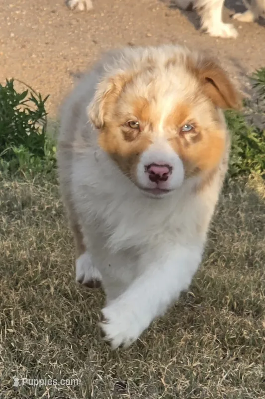 Cinnamon  – Australian Shepherd puppy for sale in Vona, CO