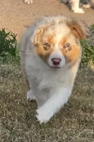 Cinnamon , a female Australian Shepherd for sale in Vona, CO – 1 of 6