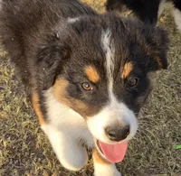 Dynamite , a male Australian Shepherd for sale in Vona, CO – 3 of 4