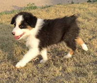 Cheese, a male Australian Shepherd for sale in Vona, CO – 2 of 4