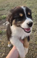 Dynamite , a male Australian Shepherd for sale in Vona, CO – 2 of 4