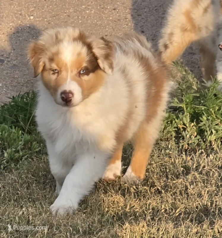Toast – Australian Shepherd puppy for sale in Vona, CO