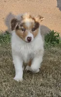 Toast, a male Australian Shepherd for sale in Vona, CO – 2 of 5