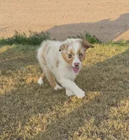Cinnamon , a female Australian Shepherd for sale in Vona, CO – 2 of 6