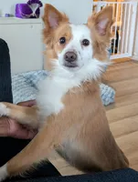 Bentley, a male Cardigan Welsh Corgi and Papillon for sale in Washington, DC – Photo 4 of 4