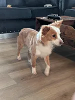 Bentley, a male Cardigan Welsh Corgi and Papillon for sale in Washington, DC – Photo 2 of 4