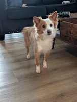 Bentley, a male Cardigan Welsh Corgi and Papillon for sale in Washington, DC – Photo 3 of 4