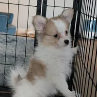 Dora, a female Papillon and Pomeranian for sale in Fort Lauderdale, FL – Photo 3 of 9