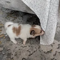 Dora, a female Papillon and Pomeranian for sale in Fort Lauderdale, FL – Photo 9 of 9