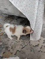 processed/fabd1716-b6b6-48dc-b5ad-54afd7a52739/listing/4225e5bd-26fc-4299-9349-7def79bc9598/1235411e-f77d-41c7-8902-b0ece3717188