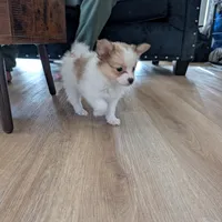 Dora, a female Papillon and Pomeranian for sale in Fort Lauderdale, FL – Photo 5 of 9