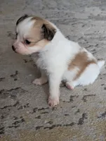 processed/fabd1716-b6b6-48dc-b5ad-54afd7a52739/listing/4225e5bd-26fc-4299-9349-7def79bc9598/8b8d9ce5-92db-4ecb-9955-105fead03533