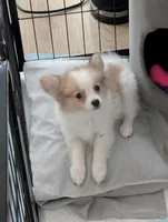 Luna, a female Papillon and Pomeranian for sale in Washington, DC – Photo 2 of 7