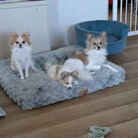 Dora, a female Papillon and Pomeranian for sale in Fort Lauderdale, FL – Photo 4 of 9