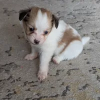 Dora, a female Papillon and Pomeranian for sale in Fort Lauderdale, FL – Photo 6 of 9