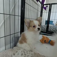 Dora, a female Papillon and Pomeranian for sale in Fort Lauderdale, FL – Photo 2 of 9