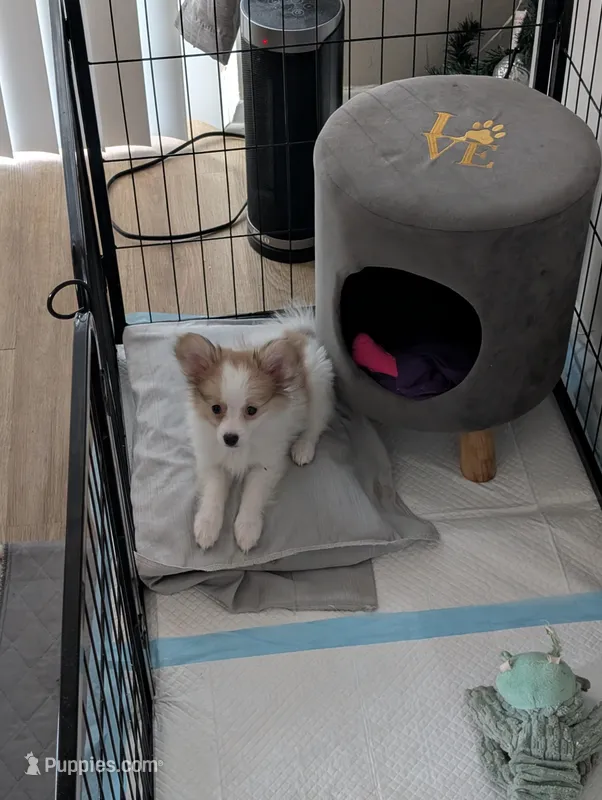 Luna – Papillon, Pomeranian puppy for sale in Washington, DC