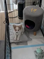 Luna, a female Papillon and Pomeranian for sale in Washington, DC – Photo 1 of 7