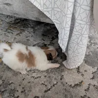 Dora, a female Papillon and Pomeranian for sale in Fort Lauderdale, FL – Photo 8 of 9