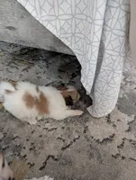 processed/fabd1716-b6b6-48dc-b5ad-54afd7a52739/listing/4225e5bd-26fc-4299-9349-7def79bc9598/e8f1bdfd-e3d8-423c-9b2a-2adef0d78f35