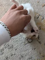 processed/fabd1716-b6b6-48dc-b5ad-54afd7a52739/listing/42a02c14-78a6-4180-bf23-aca3cfe0da75/b2e06886-d3ef-4a0a-a93f-795eb7978e31