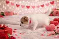 processed/fabd1716-b6b6-48dc-b5ad-54afd7a52739/listing/42a02c14-78a6-4180-bf23-aca3cfe0da75/be330a66-7039-4d5d-ae19-eeb10105c54a