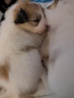 processed/fabd1716-b6b6-48dc-b5ad-54afd7a52739/listing/5acca97c-6be0-46d8-b115-932e1b1a4b0e/a2c4c856-3911-4010-bb88-8f10cb01d453