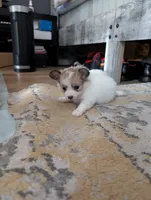 processed/fabd1716-b6b6-48dc-b5ad-54afd7a52739/listing/5acca97c-6be0-46d8-b115-932e1b1a4b0e/aaf8490b-bc69-4de8-9222-c4e423873911