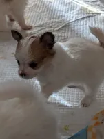 processed/fabd1716-b6b6-48dc-b5ad-54afd7a52739/listing/b3ddf8c3-c525-4ea1-9bff-982fced0a68d/687cf385-41bd-4635-bb4c-33aa874cec28