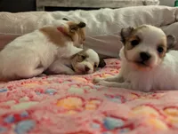 processed/fabd1716-b6b6-48dc-b5ad-54afd7a52739/listing/b3ddf8c3-c525-4ea1-9bff-982fced0a68d/a6b208be-2f45-47c2-9342-563bc76578cd