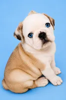 Andrew, a male Pug for sale in Rockledge, FL – 2 of 4