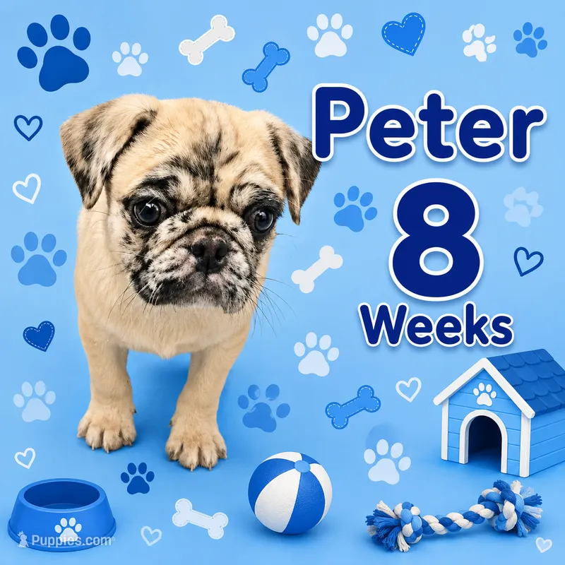 Peter – Pug puppy for sale in Rockledge, FL