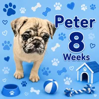Peter, a male Pug for sale in Rockledge, FL – 1 of 2